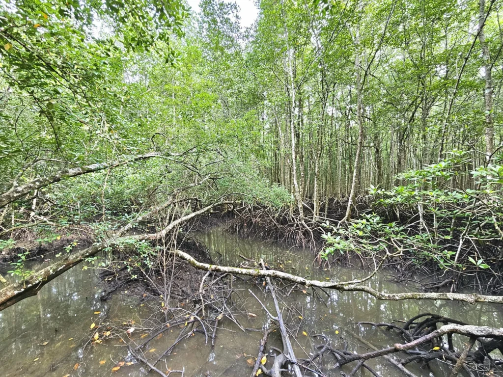 Cruising with Danny and Peter, Holland America Line, Westerdam, Porto Malai, Langkawi, Malaysia | Scenic views of Porto Malai Marina with yachts, private boat cruising through Kilim Karst Geoforest's mangroves, majestic eagles soaring above, and panoramic vistas from the Langkawi Sky Bridge and Cable Car overlooking lush rainforests and the Andaman Sea during a Langkawi Day Trip.