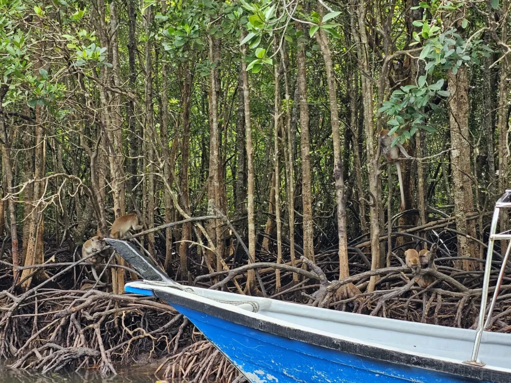 Cruising with Danny and Peter, Holland America Line, Westerdam, Porto Malai, Langkawi, Malaysia | Scenic views of Porto Malai Marina with yachts, private boat cruising through Kilim Karst Geoforest's mangroves, majestic eagles soaring above, and panoramic vistas from the Langkawi Sky Bridge and Cable Car overlooking lush rainforests and the Andaman Sea during a Langkawi Day Trip.