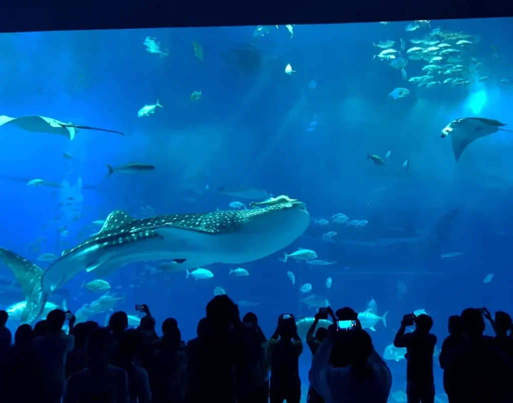 Cruising with Danny and Peter, Holland America Line, Westerdam, Naha, Japan | Explore the vibrant marine life at Naha Aquarium Okinawa, featuring stunning exhibits like the Kuroshio Sea tank with whale sharks, the engaging Dolphin Lagoon, and colorful coral reef ecosystems, showcasing the rich biodiversity and commitment to Okinawa marine conservation.