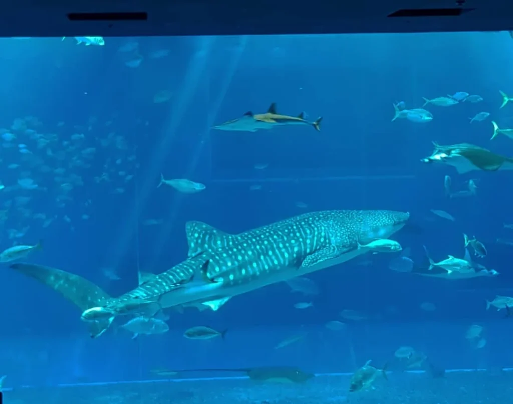 Cruising with Danny and Peter, Holland America Line, Westerdam, Naha, Japan | Explore the vibrant marine life at Naha Aquarium Okinawa, featuring stunning exhibits like the Kuroshio Sea tank with whale sharks, the engaging Dolphin Lagoon, and colorful coral reef ecosystems, showcasing the rich biodiversity and commitment to Okinawa marine conservation.