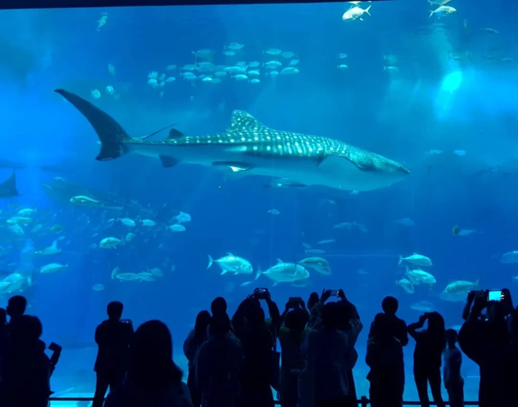 Cruising with Danny and Peter, Holland America Line, Westerdam, Naha, Japan | Explore the vibrant marine life at Naha Aquarium Okinawa, featuring stunning exhibits like the Kuroshio Sea tank with whale sharks, the engaging Dolphin Lagoon, and colorful coral reef ecosystems, showcasing the rich biodiversity and commitment to Okinawa marine conservation.
