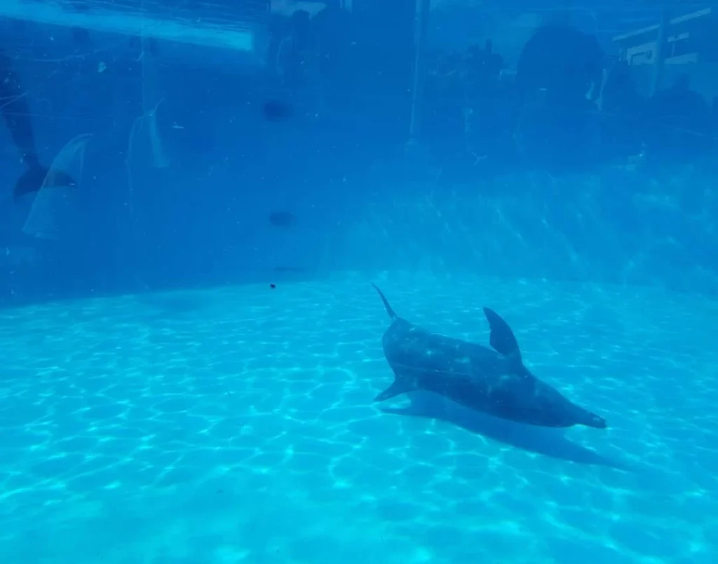 Cruising with Danny and Peter, Holland America Line, Westerdam, Naha, Japan | Explore the vibrant marine life at Naha Aquarium Okinawa, featuring stunning exhibits like the Kuroshio Sea tank with whale sharks, the engaging Dolphin Lagoon, and colorful coral reef ecosystems, showcasing the rich biodiversity and commitment to Okinawa marine conservation.