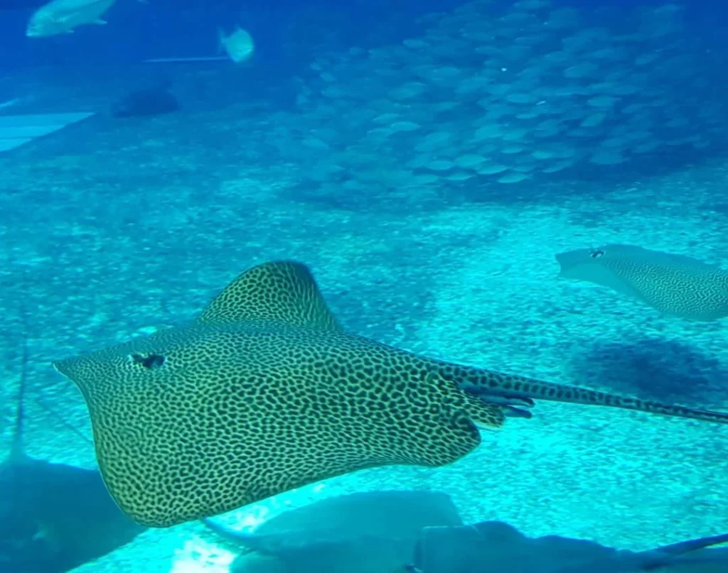 Cruising with Danny and Peter, Holland America Line, Westerdam, Naha, Japan | Explore the vibrant marine life at Naha Aquarium Okinawa, featuring stunning exhibits like the Kuroshio Sea tank with whale sharks, the engaging Dolphin Lagoon, and colorful coral reef ecosystems, showcasing the rich biodiversity and commitment to Okinawa marine conservation.