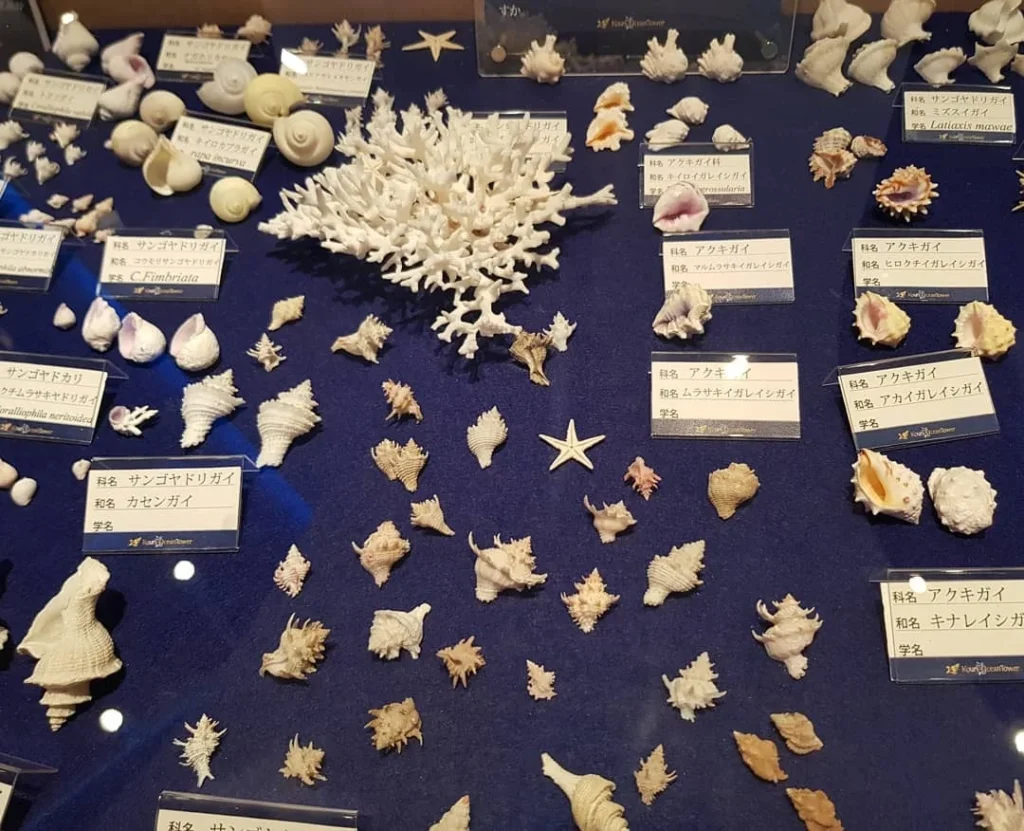 Cruising with Danny and Peter, Holland America Line, Westerdam, Naha, Japan | Explore the vibrant marine life at Naha Aquarium Okinawa, featuring stunning exhibits like the Kuroshio Sea tank with whale sharks, the engaging Dolphin Lagoon, and colorful coral reef ecosystems, showcasing the rich biodiversity and commitment to Okinawa marine conservation.