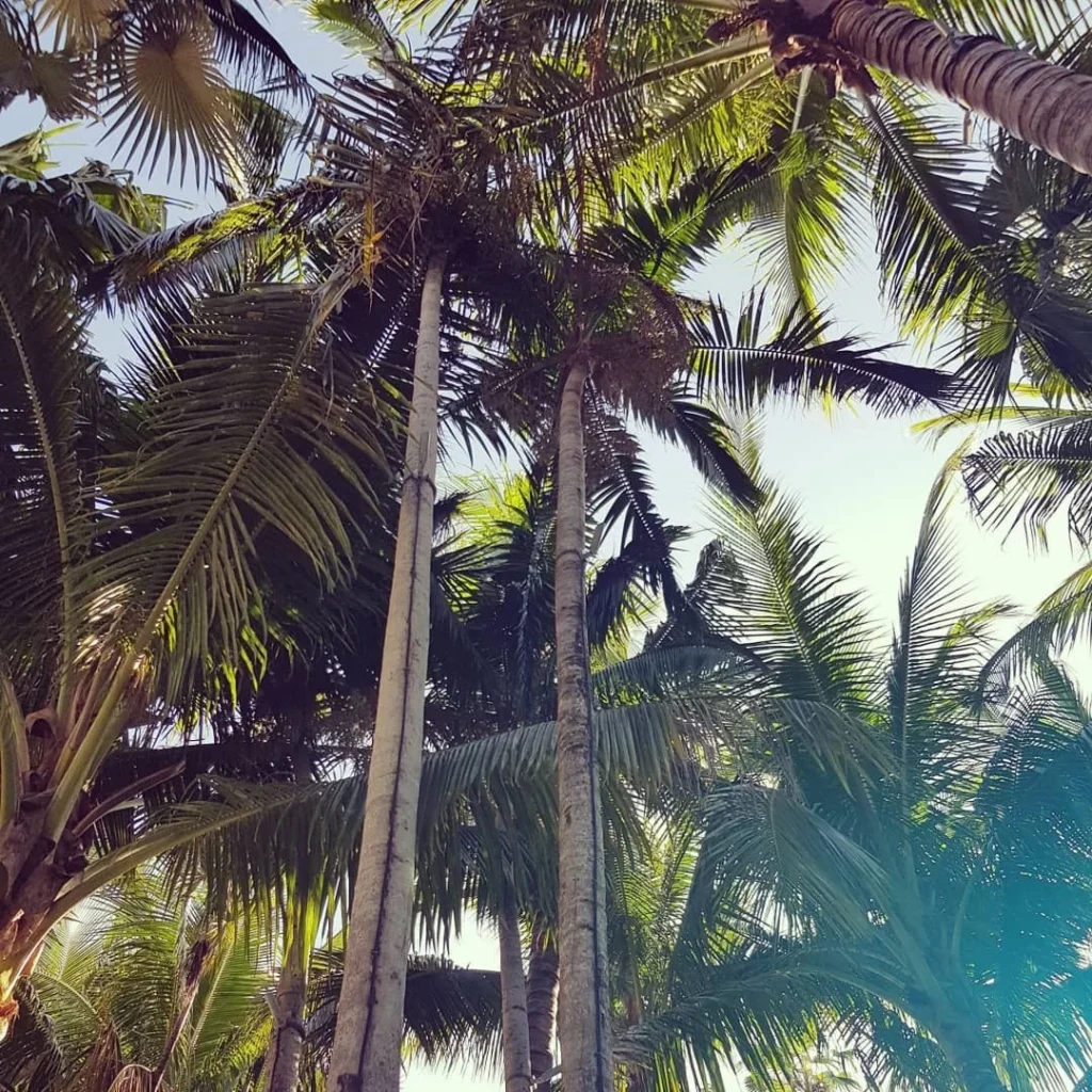 Cruising with Danny and Peter, Holland America Line, Zuiderdam, Miami, United States | Scenic Miami Beach bike ride along Ocean Drive, featuring cyclists on the South Beach bike path with views of Art Deco buildings, the boardwalk, and North Beach.