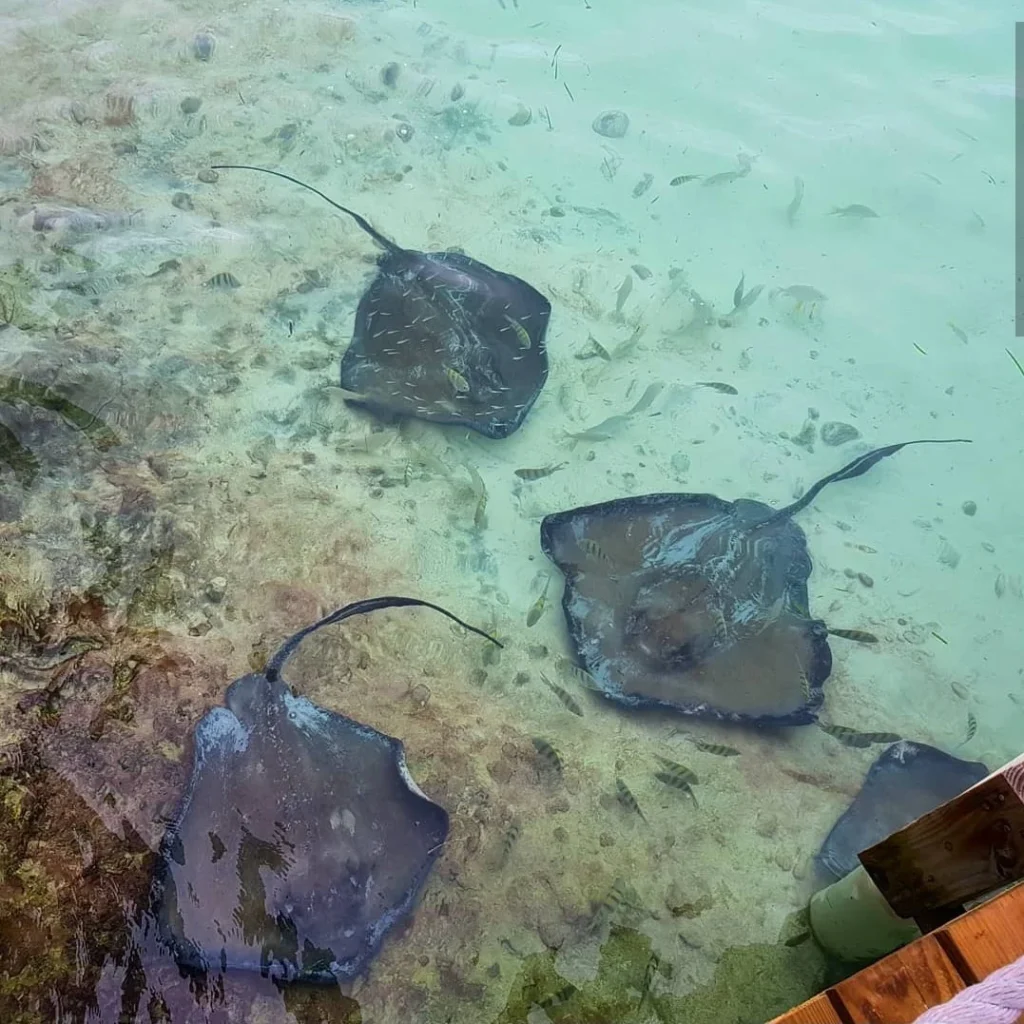 A Slice of Paradise: Experience the Bahamas Beach Paradise of Half Moon Cay 3 Cruising with Danny and Peter, Holland America Line, Zuiderdam, Half Moon Cay, Bahamas | Stunning view of Half Moon Cay showcasing its pristine sandy shores, vibrant turquoise waters, and swaying palm trees, epitomizing a Bahamas beach paradise. Visitors enjoy exciting water activities like kayaking and jet skiing, while others relax on sun-soaked beaches, capturing the essence of this tropical island paradise.