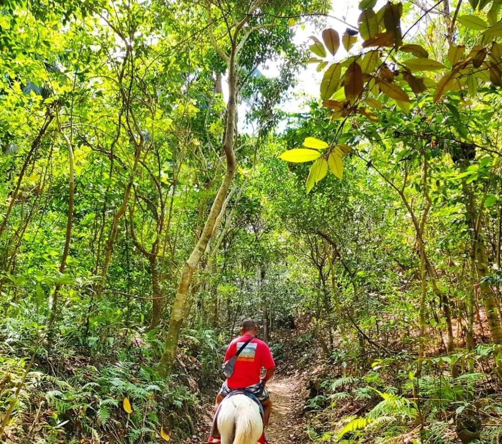 Cruising with Danny and Peter, Holland America Line, Westerdam, Manila, Philippines | Scenic boat ride across the lake to Taal Volcano, part of a thrilling Manila Volcano Adventure. Horseback riding through the lush countryside, leading to a volcanic crater trek and the breathtaking views from Taal's summit. A memorable countryside escape from Manila to the volcano, showcasing the natural beauty of the Philippines, with stunning landscapes, panoramic vistas, and outdoor adventure near Manila. The volcano summit experience highlights lakeside volcanic exploration and a unique Manila day trip to Taal Volcano.