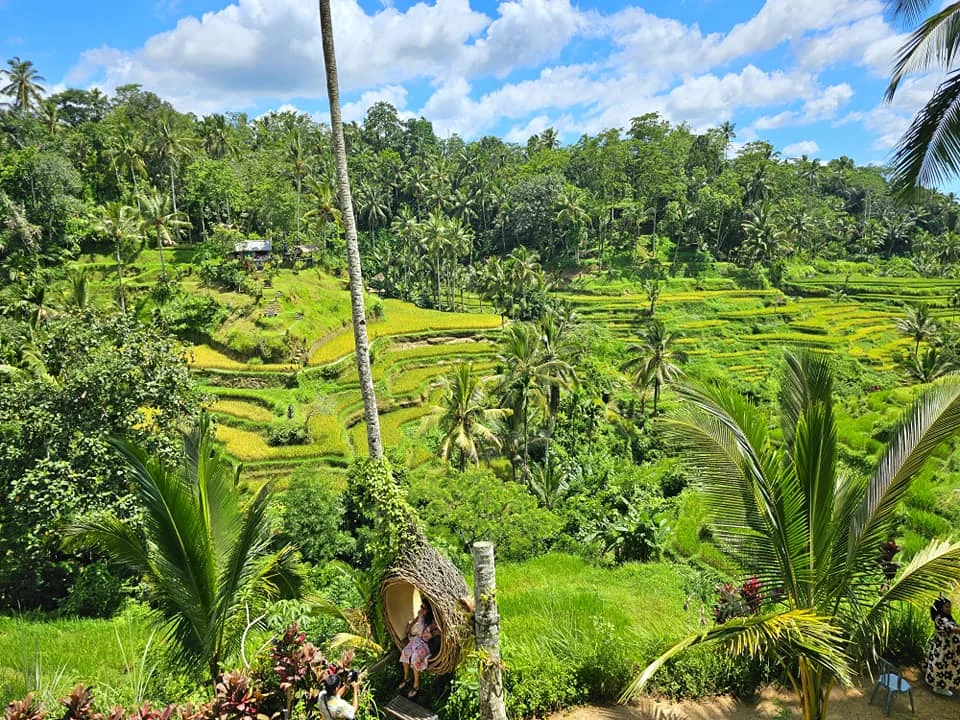 Cruising with Danny and Peter, Holland America Line, Westerdam, Benoa, Denpasar, Bali, Indonesia, Bali Cultural Adventures Westerdam | Sunset over Benoa Beach, lush Tegalalang Rice Terraces, playful Ubud Monkey Forest, Traditional Balinese Dance at Ubud Royal Palace, and Coffee Luwak Tasting at a plantation—showcasing the Best Places to Visit in Bali from Indonesian Cruise Ports on a Westerdam trip, blending Balinese Culture, nature, and flavor in a Bali Travel Guide for unforgettable Bali Sightseeing.