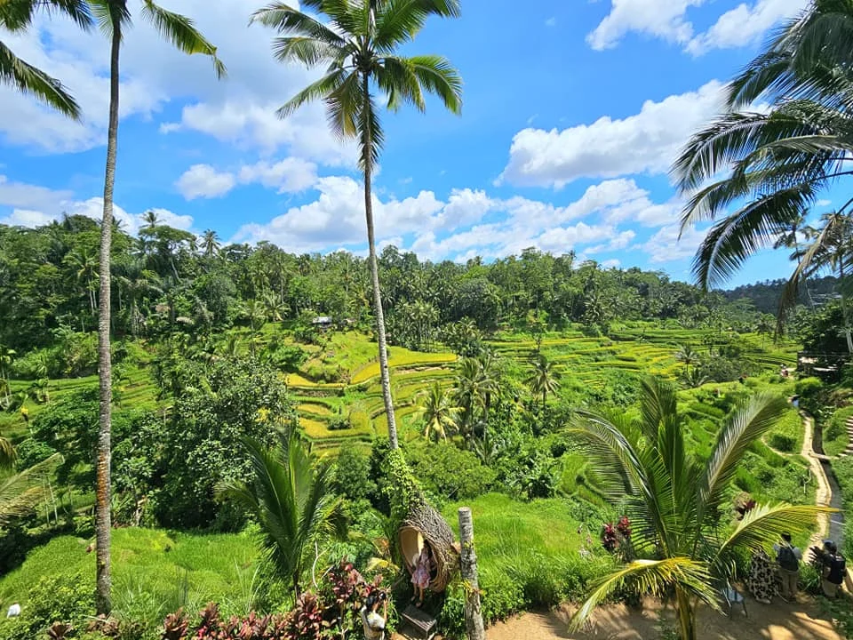 Cruising with Danny and Peter, Holland America Line, Westerdam, Benoa, Denpasar, Bali, Indonesia, Bali Cultural Adventures Westerdam | Sunset over Benoa Beach, lush Tegalalang Rice Terraces, playful Ubud Monkey Forest, Traditional Balinese Dance at Ubud Royal Palace, and Coffee Luwak Tasting at a plantation—showcasing the Best Places to Visit in Bali from Indonesian Cruise Ports on a Westerdam trip, blending Balinese Culture, nature, and flavor in a Bali Travel Guide for unforgettable Bali Sightseeing.