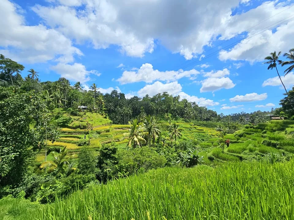 Cruising with Danny and Peter, Holland America Line, Westerdam, Benoa, Denpasar, Bali, Indonesia, Bali Cultural Adventures Westerdam | Sunset over Benoa Beach, lush Tegalalang Rice Terraces, playful Ubud Monkey Forest, Traditional Balinese Dance at Ubud Royal Palace, and Coffee Luwak Tasting at a plantation—showcasing the Best Places to Visit in Bali from Indonesian Cruise Ports on a Westerdam trip, blending Balinese Culture, nature, and flavor in a Bali Travel Guide for unforgettable Bali Sightseeing.