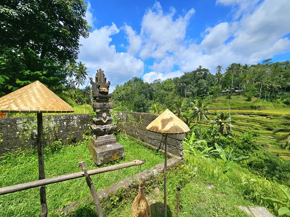 Cruising with Danny and Peter, Holland America Line, Westerdam, Benoa, Denpasar, Bali, Indonesia, Bali Cultural Adventures Westerdam | Sunset over Benoa Beach, lush Tegalalang Rice Terraces, playful Ubud Monkey Forest, Traditional Balinese Dance at Ubud Royal Palace, and Coffee Luwak Tasting at a plantation—showcasing the Best Places to Visit in Bali from Indonesian Cruise Ports on a Westerdam trip, blending Balinese Culture, nature, and flavor in a Bali Travel Guide for unforgettable Bali Sightseeing.