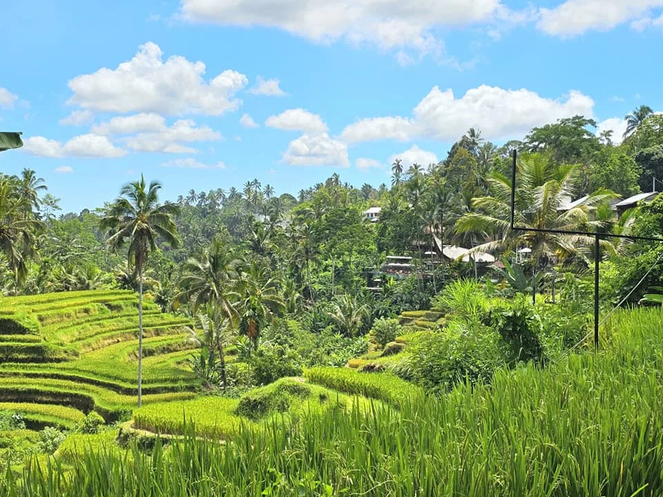 Cruising with Danny and Peter, Holland America Line, Westerdam, Benoa, Denpasar, Bali, Indonesia, Bali Cultural Adventures Westerdam | Sunset over Benoa Beach, lush Tegalalang Rice Terraces, playful Ubud Monkey Forest, Traditional Balinese Dance at Ubud Royal Palace, and Coffee Luwak Tasting at a plantation—showcasing the Best Places to Visit in Bali from Indonesian Cruise Ports on a Westerdam trip, blending Balinese Culture, nature, and flavor in a Bali Travel Guide for unforgettable Bali Sightseeing.