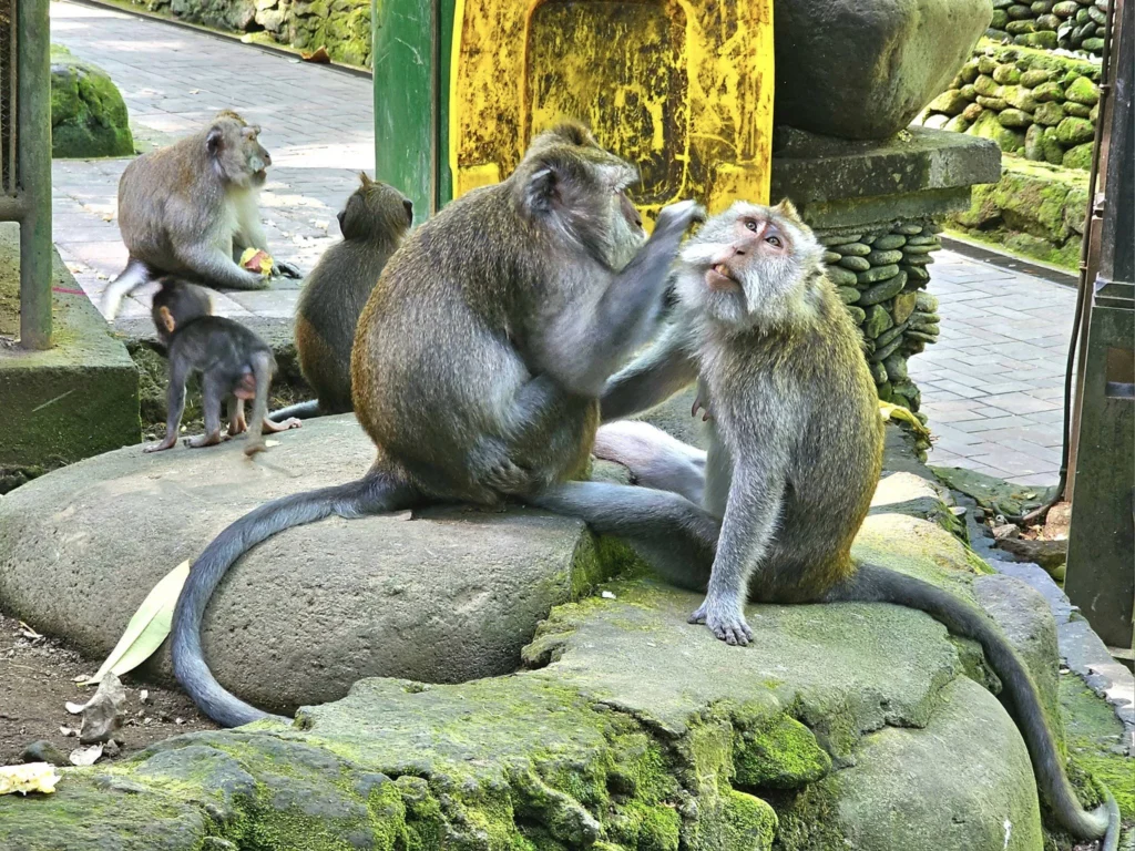 Cruising with Danny and Peter, Holland America Line, Westerdam, Benoa, Denpasar, Bali, Indonesia, Bali Cultural Adventures Westerdam | Sunset over Benoa Beach, lush Tegalalang Rice Terraces, playful Ubud Monkey Forest, Traditional Balinese Dance at Ubud Royal Palace, and Coffee Luwak Tasting at a plantation—showcasing the Best Places to Visit in Bali from Indonesian Cruise Ports on a Westerdam trip, blending Balinese Culture, nature, and flavor in a Bali Travel Guide for unforgettable Bali Sightseeing.