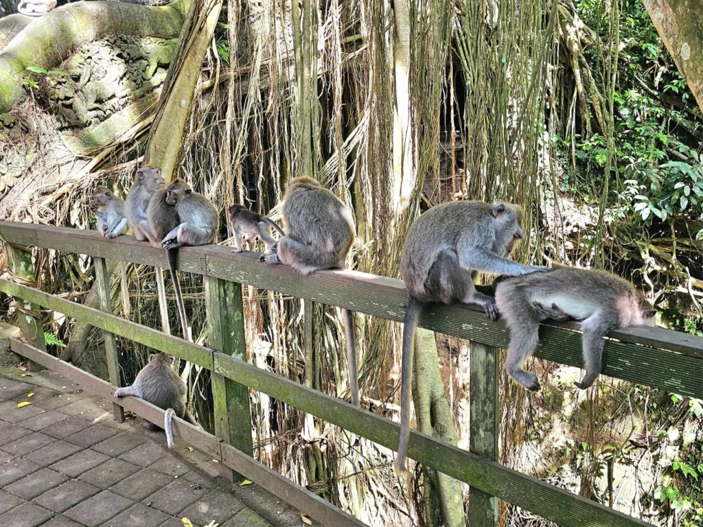 Cruising with Danny and Peter, Holland America Line, Westerdam, Benoa, Denpasar, Bali, Indonesia, Bali Cultural Adventures Westerdam | Sunset over Benoa Beach, lush Tegalalang Rice Terraces, playful Ubud Monkey Forest, Traditional Balinese Dance at Ubud Royal Palace, and Coffee Luwak Tasting at a plantation—showcasing the Best Places to Visit in Bali from Indonesian Cruise Ports on a Westerdam trip, blending Balinese Culture, nature, and flavor in a Bali Travel Guide for unforgettable Bali Sightseeing.