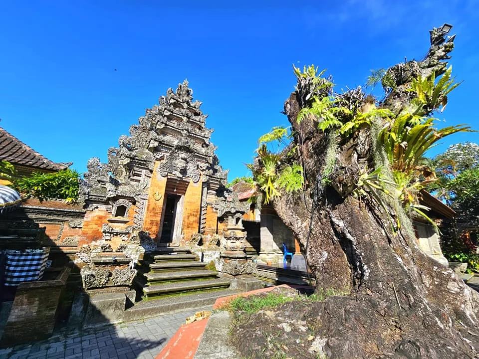 Cruising with Danny and Peter, Holland America Line, Westerdam, Benoa, Denpasar, Bali, Indonesia, Bali Cultural Adventures Westerdam | Sunset over Benoa Beach, lush Tegalalang Rice Terraces, playful Ubud Monkey Forest, Traditional Balinese Dance at Ubud Royal Palace, and Coffee Luwak Tasting at a plantation—showcasing the Best Places to Visit in Bali from Indonesian Cruise Ports on a Westerdam trip, blending Balinese Culture, nature, and flavor in a Bali Travel Guide for unforgettable Bali Sightseeing.