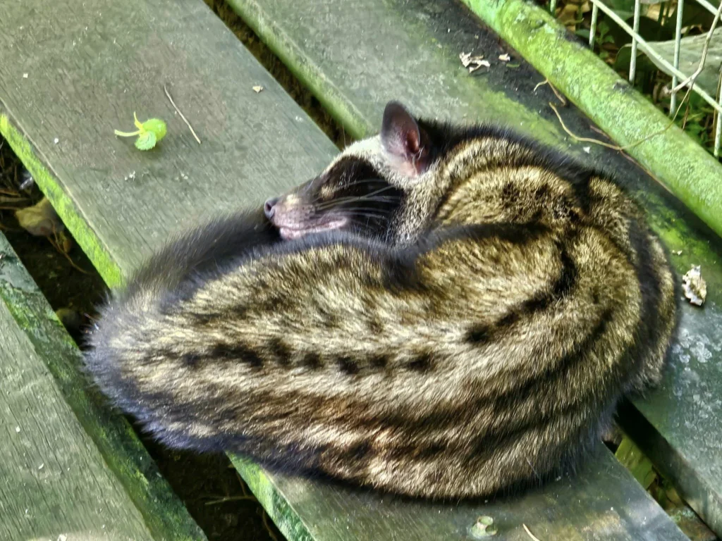 Cruising with Danny and Peter, Holland America Line, Westerdam, Benoa, Denpasar, Bali, Indonesia, Bali Cultural Adventures Westerdam | Sunset over Benoa Beach, lush Tegalalang Rice Terraces, playful Ubud Monkey Forest, Traditional Balinese Dance at Ubud Royal Palace, and Coffee Luwak Tasting at a plantation—showcasing the Best Places to Visit in Bali from Indonesian Cruise Ports on a Westerdam trip, blending Balinese Culture, nature, and flavor in a Bali Travel Guide for unforgettable Bali Sightseeing.