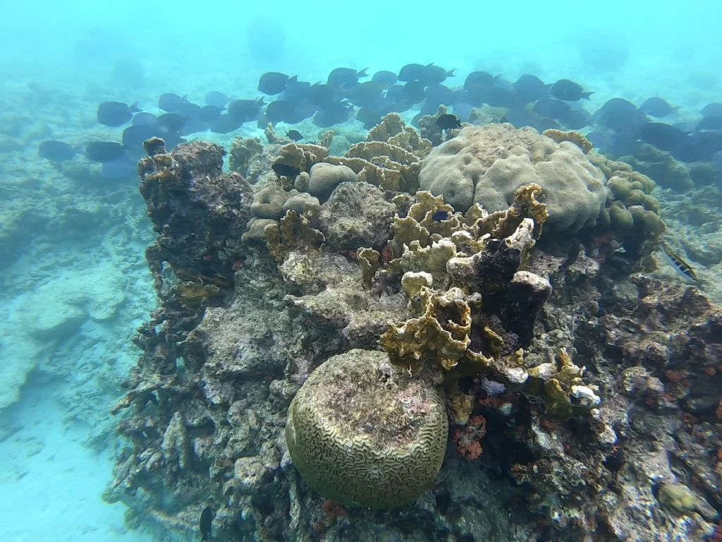 Cruising with Danny and Peter, Holland America Line, Zuiderdam, Kralendijk, Bonaire | A vibrant underwater scene showcasing colorful coral reefs and diverse marine life during a snorkeling adventure in Kralendijk, Bonaire, with tropical waters inviting exploration.