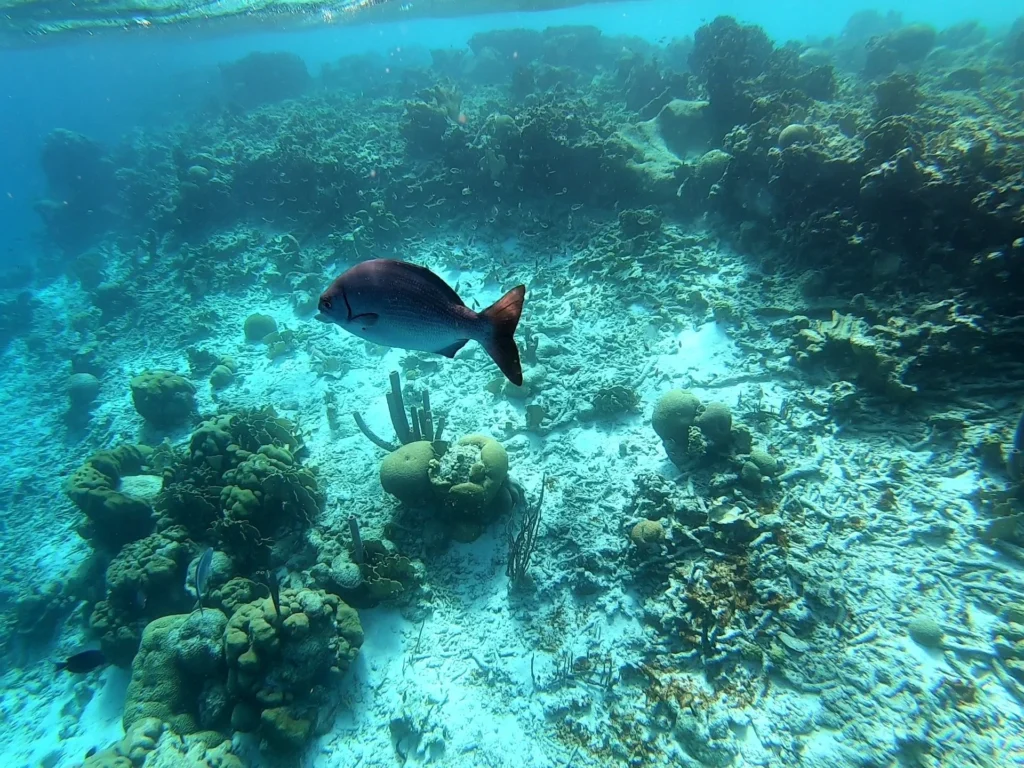 Cruising with Danny and Peter, Holland America Line, Zuiderdam, Kralendijk, Bonaire | A vibrant underwater scene showcasing colorful coral reefs and diverse marine life during a snorkeling adventure in Kralendijk, Bonaire, with tropical waters inviting exploration.