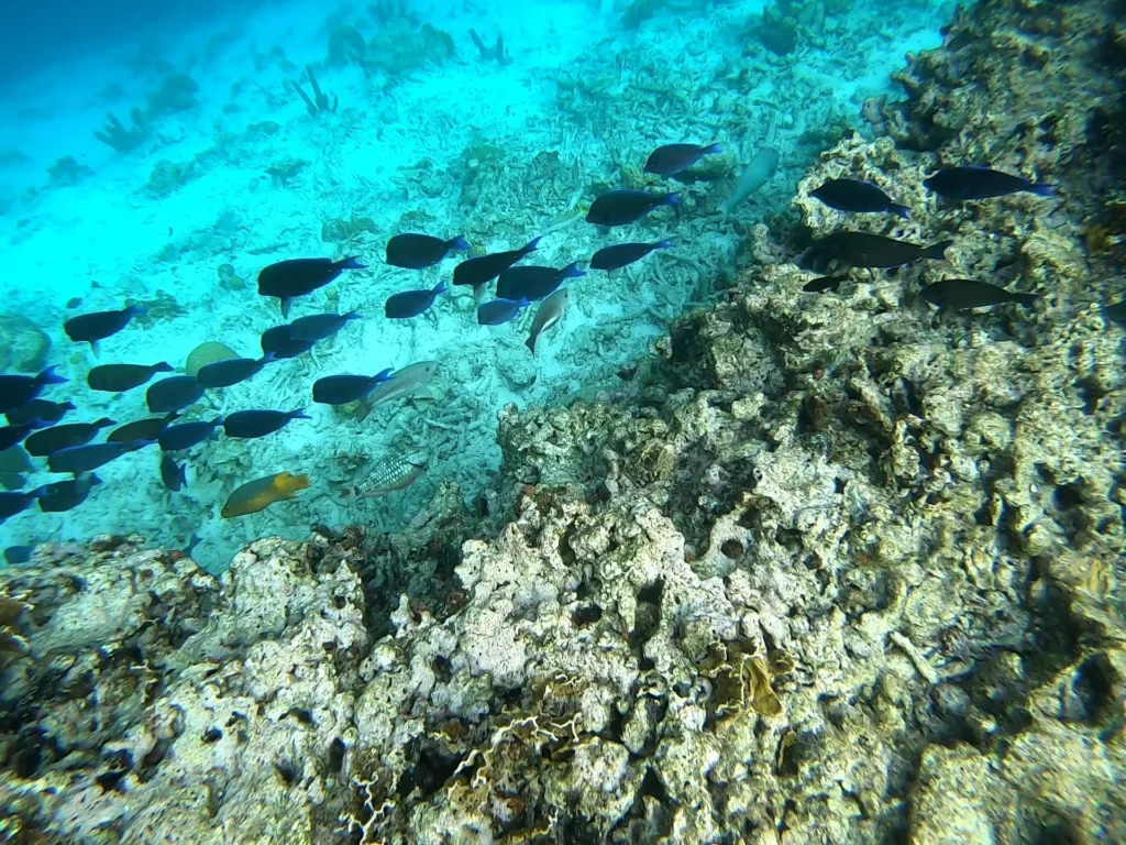 Cruising with Danny and Peter, Holland America Line, Zuiderdam, Kralendijk, Bonaire | A vibrant underwater scene showcasing colorful coral reefs and diverse marine life during a snorkeling adventure in Kralendijk, Bonaire, with tropical waters inviting exploration.