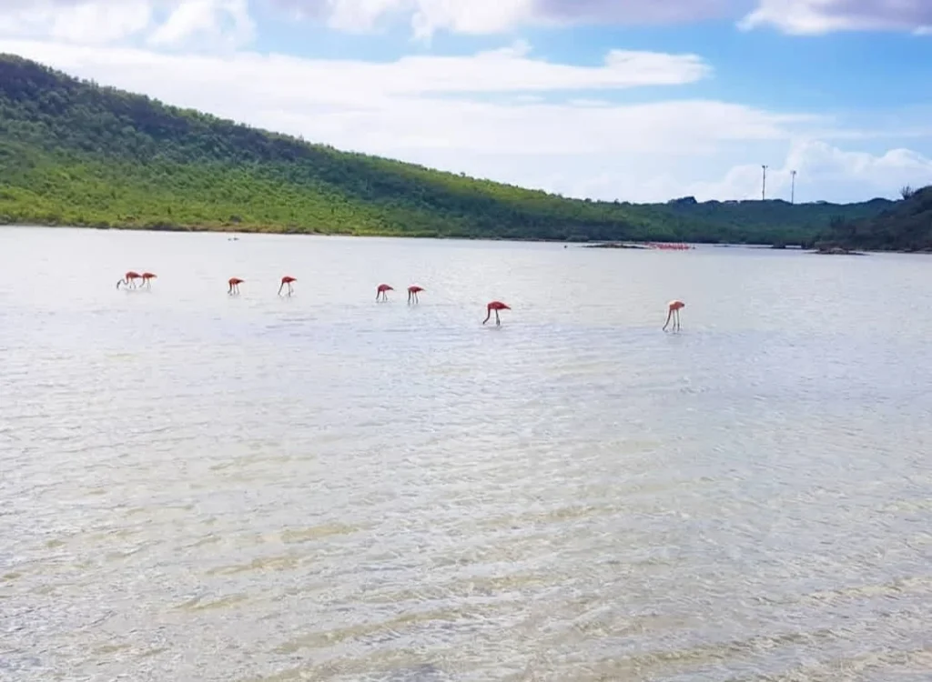 Cruising with Danny and Peter, Holland America Line, Zuiderdam, Willemstad, Curacao | Pristine sandy beach and turquoise waters at Wet & Wild Beach Club in Willemstad, Curaçao, featuring snorkeling enthusiasts exploring vibrant coral reefs, thrilling water sports like jet skiing and parasailing, and a spectacular sunset view from the beachfront bar, showcasing the ultimate Caribbean beach resort experience.