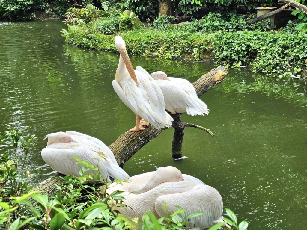 Cruising with Danny and Peter, Holland America Line, Westerdam, Singapore, Singapore Zoo Experience 5 Highlights | Exploring the Singapore Zoo Experience: A lush Rainforest Adventure Singapore in the Fragile Forest with butterflies and sloths, kids enjoying Rainforest Kidzworld—a Family-Friendly Zoo Singapore highlight of the Singapore Zoo Conservation Adventure—with water slides and monkeys promoting Nature Education Singapore, lions and baboons in the Great Rift Valley of Ethiopia Singapore Zoo Exhibit showcasing Singapore Wildlife Adventure and Ecotourism in Singapore, signage highlighting Conservation Efforts Zoo emphasizing Sustainable Tourism Singapore, all at the entrance to this Wildlife Sanctuary Singapore offering top Singapore Zoo Attractions.