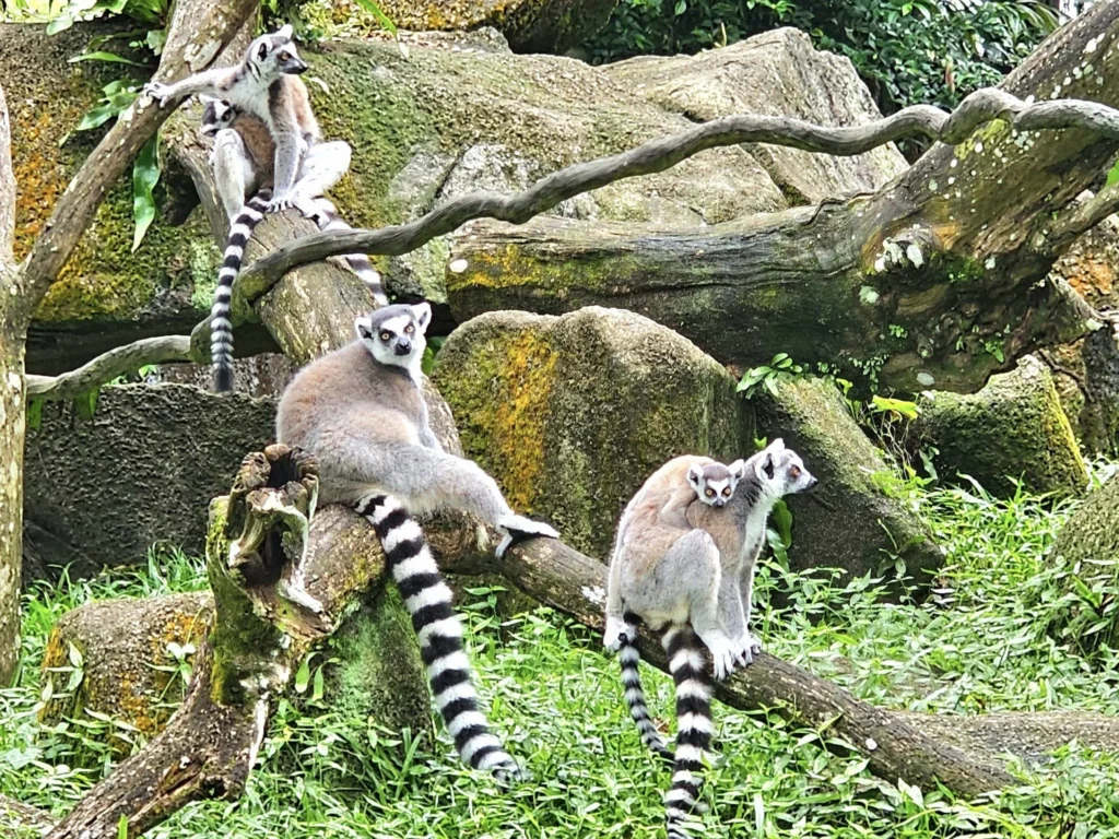Cruising with Danny and Peter, Holland America Line, Westerdam, Singapore, Singapore Zoo Experience 5 Highlights | Exploring the Singapore Zoo Experience: A lush Rainforest Adventure Singapore in the Fragile Forest with butterflies and sloths, kids enjoying Rainforest Kidzworld—a Family-Friendly Zoo Singapore highlight of the Singapore Zoo Conservation Adventure—with water slides and monkeys promoting Nature Education Singapore, lions and baboons in the Great Rift Valley of Ethiopia Singapore Zoo Exhibit showcasing Singapore Wildlife Adventure and Ecotourism in Singapore, signage highlighting Conservation Efforts Zoo emphasizing Sustainable Tourism Singapore, all at the entrance to this Wildlife Sanctuary Singapore offering top Singapore Zoo Attractions.