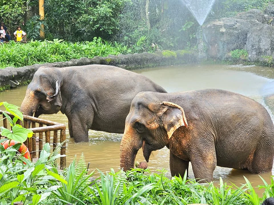 Cruising with Danny and Peter, Holland America Line, Westerdam, Singapore, Singapore Zoo Experience 5 Highlights | Exploring the Singapore Zoo Experience: A lush Rainforest Adventure Singapore in the Fragile Forest with butterflies and sloths, kids enjoying Rainforest Kidzworld—a Family-Friendly Zoo Singapore highlight of the Singapore Zoo Conservation Adventure—with water slides and monkeys promoting Nature Education Singapore, lions and baboons in the Great Rift Valley of Ethiopia Singapore Zoo Exhibit showcasing Singapore Wildlife Adventure and Ecotourism in Singapore, signage highlighting Conservation Efforts Zoo emphasizing Sustainable Tourism Singapore, all at the entrance to this Wildlife Sanctuary Singapore offering top Singapore Zoo Attractions.