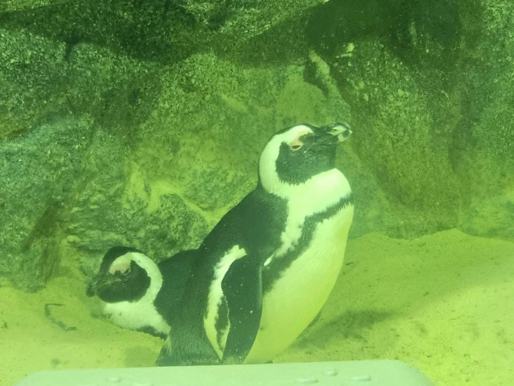 Cruising with Danny and Peter, Holland America Line, Westerdam, Singapore, Singapore Zoo Experience 5 Highlights | Exploring the Singapore Zoo Experience: A lush Rainforest Adventure Singapore in the Fragile Forest with butterflies and sloths, kids enjoying Rainforest Kidzworld—a Family-Friendly Zoo Singapore highlight of the Singapore Zoo Conservation Adventure—with water slides and monkeys promoting Nature Education Singapore, lions and baboons in the Great Rift Valley of Ethiopia Singapore Zoo Exhibit showcasing Singapore Wildlife Adventure and Ecotourism in Singapore, signage highlighting Conservation Efforts Zoo emphasizing Sustainable Tourism Singapore, all at the entrance to this Wildlife Sanctuary Singapore offering top Singapore Zoo Attractions.