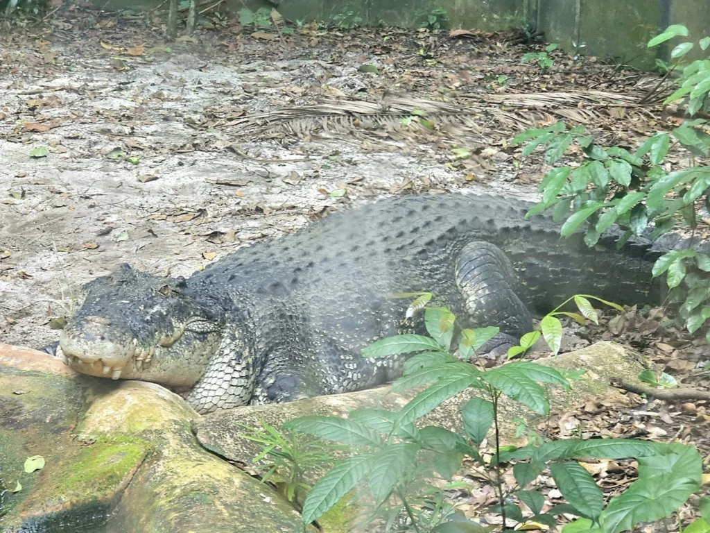 Cruising with Danny and Peter, Holland America Line, Westerdam, Singapore, Singapore Zoo Experience 5 Highlights | Exploring the Singapore Zoo Experience: A lush Rainforest Adventure Singapore in the Fragile Forest with butterflies and sloths, kids enjoying Rainforest Kidzworld—a Family-Friendly Zoo Singapore highlight of the Singapore Zoo Conservation Adventure—with water slides and monkeys promoting Nature Education Singapore, lions and baboons in the Great Rift Valley of Ethiopia Singapore Zoo Exhibit showcasing Singapore Wildlife Adventure and Ecotourism in Singapore, signage highlighting Conservation Efforts Zoo emphasizing Sustainable Tourism Singapore, all at the entrance to this Wildlife Sanctuary Singapore offering top Singapore Zoo Attractions.