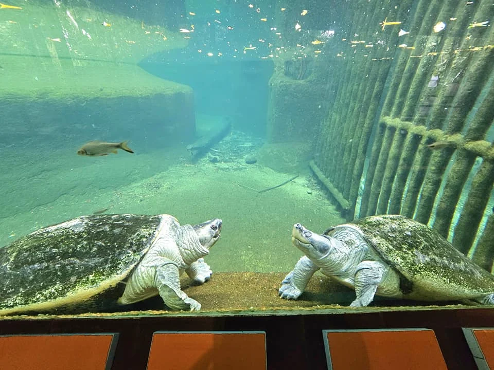 Cruising with Danny and Peter, Holland America Line, Westerdam, Singapore, Singapore Zoo Experience 5 Highlights | Exploring the Singapore Zoo Experience: A lush Rainforest Adventure Singapore in the Fragile Forest with butterflies and sloths, kids enjoying Rainforest Kidzworld—a Family-Friendly Zoo Singapore highlight of the Singapore Zoo Conservation Adventure—with water slides and monkeys promoting Nature Education Singapore, lions and baboons in the Great Rift Valley of Ethiopia Singapore Zoo Exhibit showcasing Singapore Wildlife Adventure and Ecotourism in Singapore, signage highlighting Conservation Efforts Zoo emphasizing Sustainable Tourism Singapore, all at the entrance to this Wildlife Sanctuary Singapore offering top Singapore Zoo Attractions.