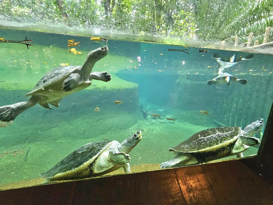 Cruising with Danny and Peter, Holland America Line, Westerdam, Singapore, Singapore Zoo Experience 5 Highlights | Exploring the Singapore Zoo Experience: A lush Rainforest Adventure Singapore in the Fragile Forest with butterflies and sloths, kids enjoying Rainforest Kidzworld—a Family-Friendly Zoo Singapore highlight of the Singapore Zoo Conservation Adventure—with water slides and monkeys promoting Nature Education Singapore, lions and baboons in the Great Rift Valley of Ethiopia Singapore Zoo Exhibit showcasing Singapore Wildlife Adventure and Ecotourism in Singapore, signage highlighting Conservation Efforts Zoo emphasizing Sustainable Tourism Singapore, all at the entrance to this Wildlife Sanctuary Singapore offering top Singapore Zoo Attractions.