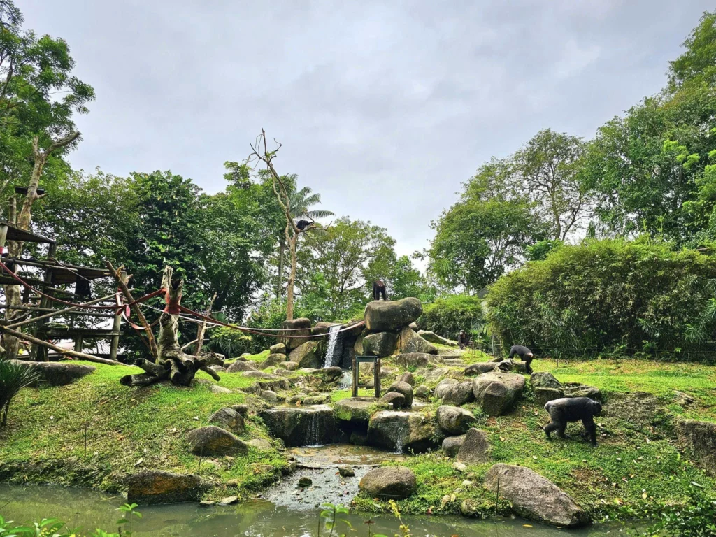 Cruising with Danny and Peter, Holland America Line, Westerdam, Singapore, Singapore Zoo Experience 5 Highlights | Exploring the Singapore Zoo Experience: A lush Rainforest Adventure Singapore in the Fragile Forest with butterflies and sloths, kids enjoying Rainforest Kidzworld—a Family-Friendly Zoo Singapore highlight of the Singapore Zoo Conservation Adventure—with water slides and monkeys promoting Nature Education Singapore, lions and baboons in the Great Rift Valley of Ethiopia Singapore Zoo Exhibit showcasing Singapore Wildlife Adventure and Ecotourism in Singapore, signage highlighting Conservation Efforts Zoo emphasizing Sustainable Tourism Singapore, all at the entrance to this Wildlife Sanctuary Singapore offering top Singapore Zoo Attractions.