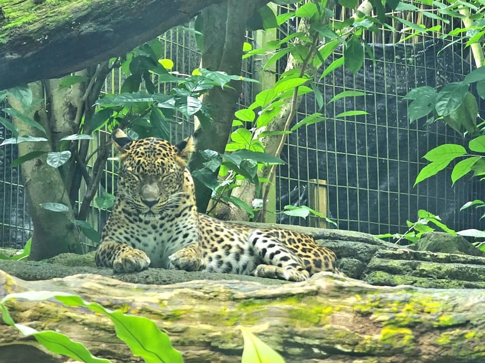 Cruising with Danny and Peter, Holland America Line, Westerdam, Singapore, Singapore Zoo Experience 5 Highlights | Exploring the Singapore Zoo Experience: A lush Rainforest Adventure Singapore in the Fragile Forest with butterflies and sloths, kids enjoying Rainforest Kidzworld—a Family-Friendly Zoo Singapore highlight of the Singapore Zoo Conservation Adventure—with water slides and monkeys promoting Nature Education Singapore, lions and baboons in the Great Rift Valley of Ethiopia Singapore Zoo Exhibit showcasing Singapore Wildlife Adventure and Ecotourism in Singapore, signage highlighting Conservation Efforts Zoo emphasizing Sustainable Tourism Singapore, all at the entrance to this Wildlife Sanctuary Singapore offering top Singapore Zoo Attractions.