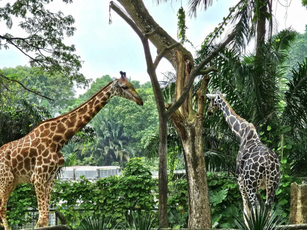 Cruising with Danny and Peter, Holland America Line, Westerdam, Singapore, Singapore Zoo Experience 5 Highlights | Exploring the Singapore Zoo Experience: A lush Rainforest Adventure Singapore in the Fragile Forest with butterflies and sloths, kids enjoying Rainforest Kidzworld—a Family-Friendly Zoo Singapore highlight of the Singapore Zoo Conservation Adventure—with water slides and monkeys promoting Nature Education Singapore, lions and baboons in the Great Rift Valley of Ethiopia Singapore Zoo Exhibit showcasing Singapore Wildlife Adventure and Ecotourism in Singapore, signage highlighting Conservation Efforts Zoo emphasizing Sustainable Tourism Singapore, all at the entrance to this Wildlife Sanctuary Singapore offering top Singapore Zoo Attractions.