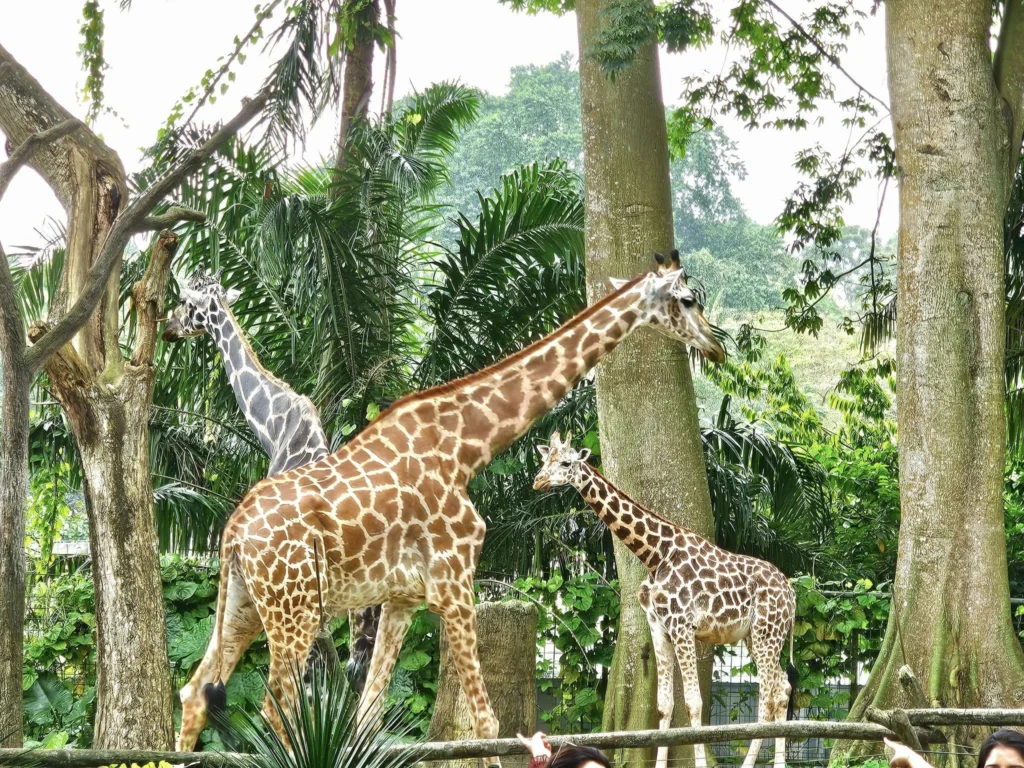 Cruising with Danny and Peter, Holland America Line, Westerdam, Singapore, Singapore Zoo Experience 5 Highlights | Exploring the Singapore Zoo Experience: A lush Rainforest Adventure Singapore in the Fragile Forest with butterflies and sloths, kids enjoying Rainforest Kidzworld—a Family-Friendly Zoo Singapore highlight of the Singapore Zoo Conservation Adventure—with water slides and monkeys promoting Nature Education Singapore, lions and baboons in the Great Rift Valley of Ethiopia Singapore Zoo Exhibit showcasing Singapore Wildlife Adventure and Ecotourism in Singapore, signage highlighting Conservation Efforts Zoo emphasizing Sustainable Tourism Singapore, all at the entrance to this Wildlife Sanctuary Singapore offering top Singapore Zoo Attractions.