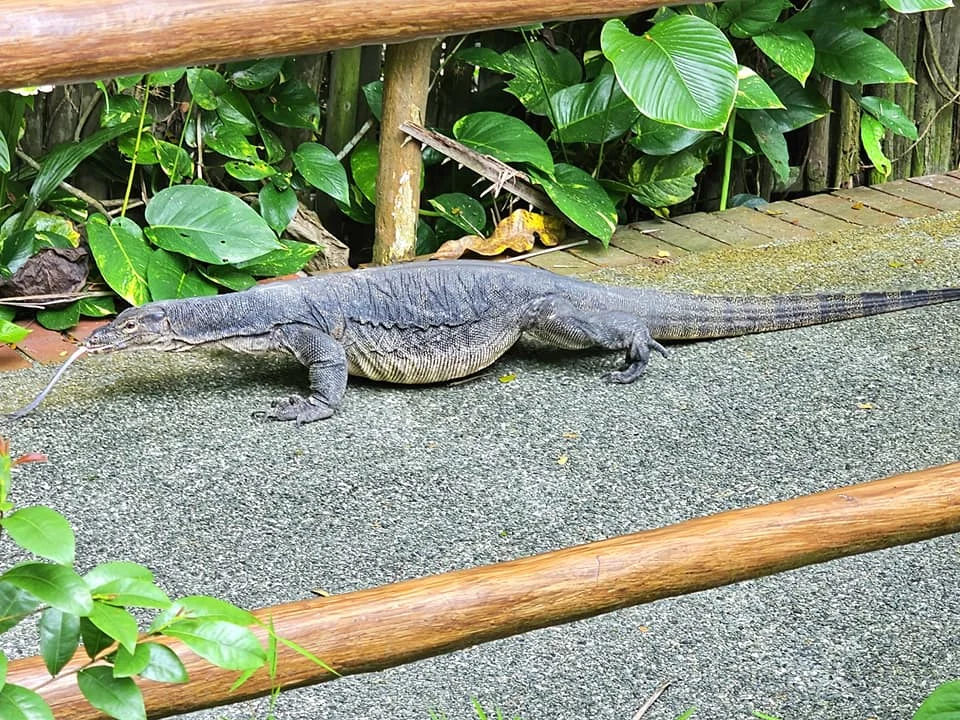 Cruising with Danny and Peter, Holland America Line, Westerdam, Singapore, Singapore Zoo Experience 5 Highlights | Exploring the Singapore Zoo Experience: A lush Rainforest Adventure Singapore in the Fragile Forest with butterflies and sloths, kids enjoying Rainforest Kidzworld—a Family-Friendly Zoo Singapore highlight of the Singapore Zoo Conservation Adventure—with water slides and monkeys promoting Nature Education Singapore, lions and baboons in the Great Rift Valley of Ethiopia Singapore Zoo Exhibit showcasing Singapore Wildlife Adventure and Ecotourism in Singapore, signage highlighting Conservation Efforts Zoo emphasizing Sustainable Tourism Singapore, all at the entrance to this Wildlife Sanctuary Singapore offering top Singapore Zoo Attractions.