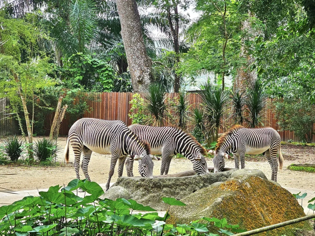 Cruising with Danny and Peter, Holland America Line, Westerdam, Singapore, Singapore Zoo Experience 5 Highlights | Exploring the Singapore Zoo Experience: A lush Rainforest Adventure Singapore in the Fragile Forest with butterflies and sloths, kids enjoying Rainforest Kidzworld—a Family-Friendly Zoo Singapore highlight of the Singapore Zoo Conservation Adventure—with water slides and monkeys promoting Nature Education Singapore, lions and baboons in the Great Rift Valley of Ethiopia Singapore Zoo Exhibit showcasing Singapore Wildlife Adventure and Ecotourism in Singapore, signage highlighting Conservation Efforts Zoo emphasizing Sustainable Tourism Singapore, all at the entrance to this Wildlife Sanctuary Singapore offering top Singapore Zoo Attractions.