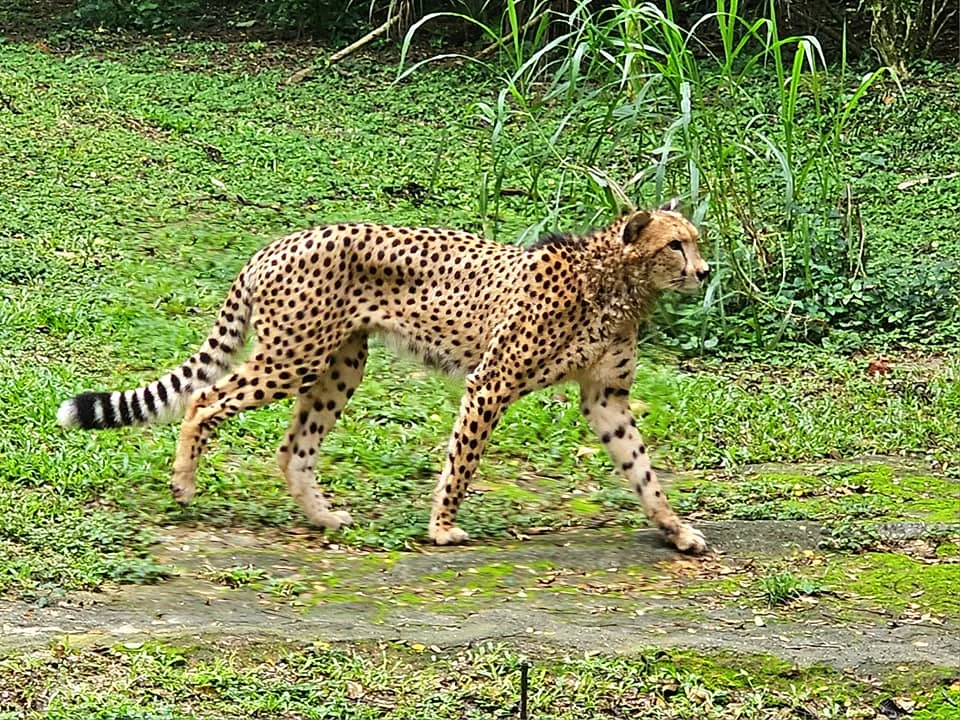Cruising with Danny and Peter, Holland America Line, Westerdam, Singapore, Singapore Zoo Experience 5 Highlights | Exploring the Singapore Zoo Experience: A lush Rainforest Adventure Singapore in the Fragile Forest with butterflies and sloths, kids enjoying Rainforest Kidzworld—a Family-Friendly Zoo Singapore highlight of the Singapore Zoo Conservation Adventure—with water slides and monkeys promoting Nature Education Singapore, lions and baboons in the Great Rift Valley of Ethiopia Singapore Zoo Exhibit showcasing Singapore Wildlife Adventure and Ecotourism in Singapore, signage highlighting Conservation Efforts Zoo emphasizing Sustainable Tourism Singapore, all at the entrance to this Wildlife Sanctuary Singapore offering top Singapore Zoo Attractions.