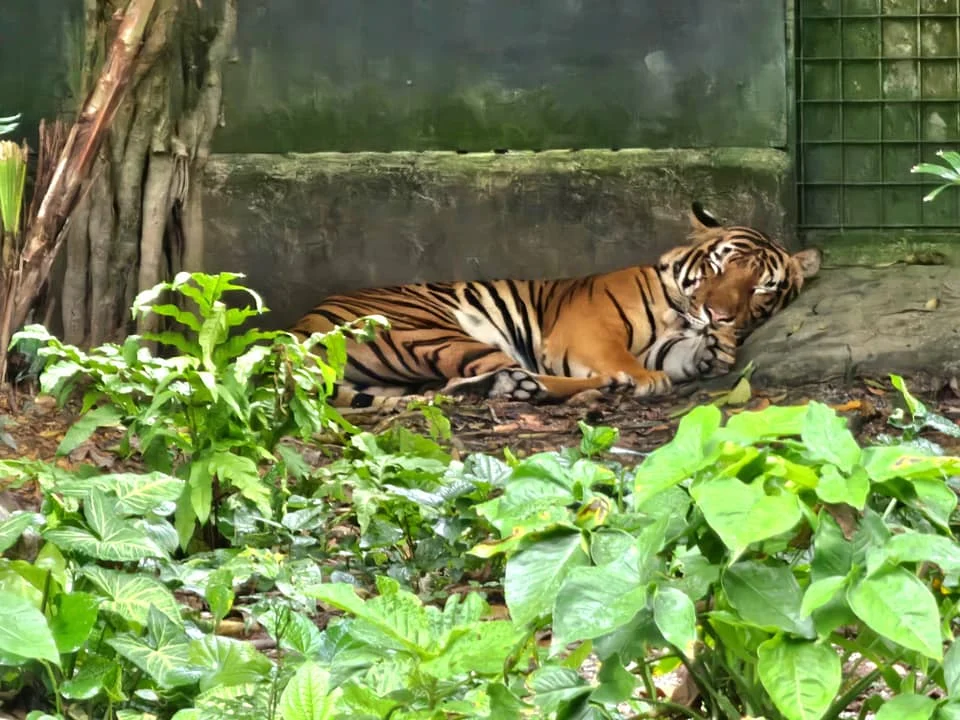 Cruising with Danny and Peter, Holland America Line, Westerdam, Singapore, Singapore Zoo Experience 5 Highlights | Exploring the Singapore Zoo Experience: A lush Rainforest Adventure Singapore in the Fragile Forest with butterflies and sloths, kids enjoying Rainforest Kidzworld—a Family-Friendly Zoo Singapore highlight of the Singapore Zoo Conservation Adventure—with water slides and monkeys promoting Nature Education Singapore, lions and baboons in the Great Rift Valley of Ethiopia Singapore Zoo Exhibit showcasing Singapore Wildlife Adventure and Ecotourism in Singapore, signage highlighting Conservation Efforts Zoo emphasizing Sustainable Tourism Singapore, all at the entrance to this Wildlife Sanctuary Singapore offering top Singapore Zoo Attractions.