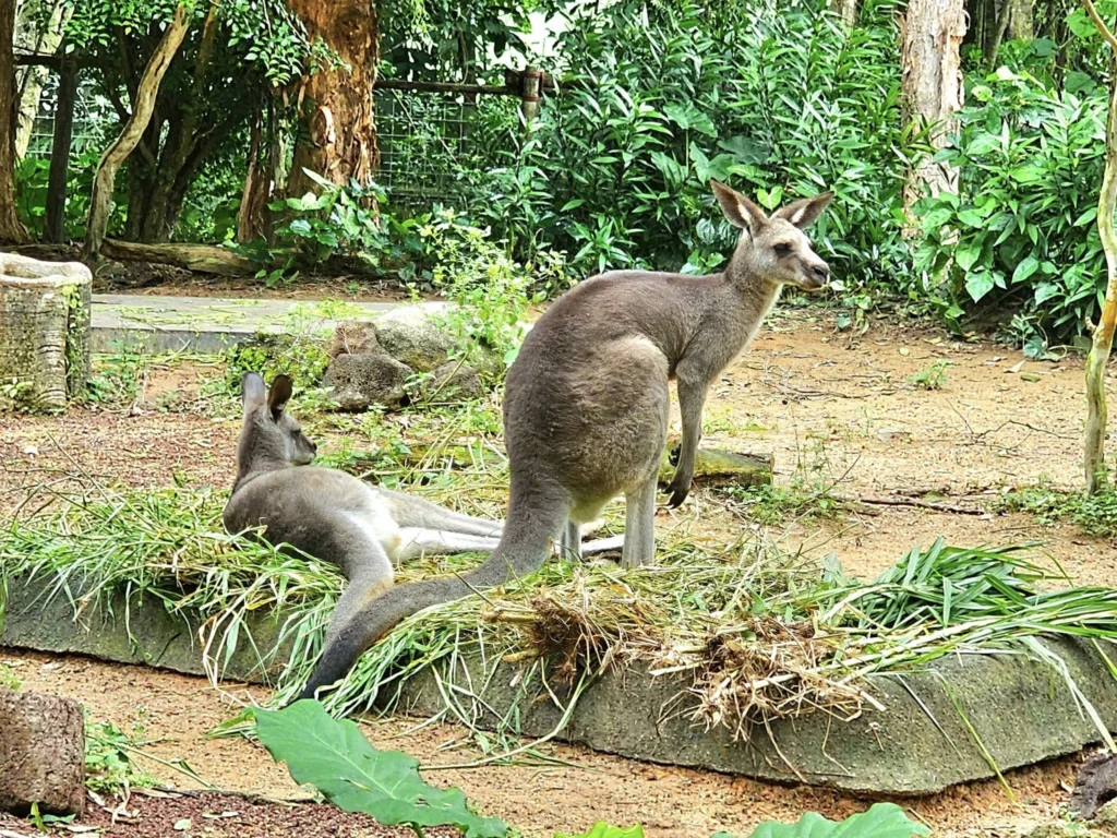 Cruising with Danny and Peter, Holland America Line, Westerdam, Singapore, Singapore Zoo Experience 5 Highlights | Exploring the Singapore Zoo Experience: A lush Rainforest Adventure Singapore in the Fragile Forest with butterflies and sloths, kids enjoying Rainforest Kidzworld—a Family-Friendly Zoo Singapore highlight of the Singapore Zoo Conservation Adventure—with water slides and monkeys promoting Nature Education Singapore, lions and baboons in the Great Rift Valley of Ethiopia Singapore Zoo Exhibit showcasing Singapore Wildlife Adventure and Ecotourism in Singapore, signage highlighting Conservation Efforts Zoo emphasizing Sustainable Tourism Singapore, all at the entrance to this Wildlife Sanctuary Singapore offering top Singapore Zoo Attractions.