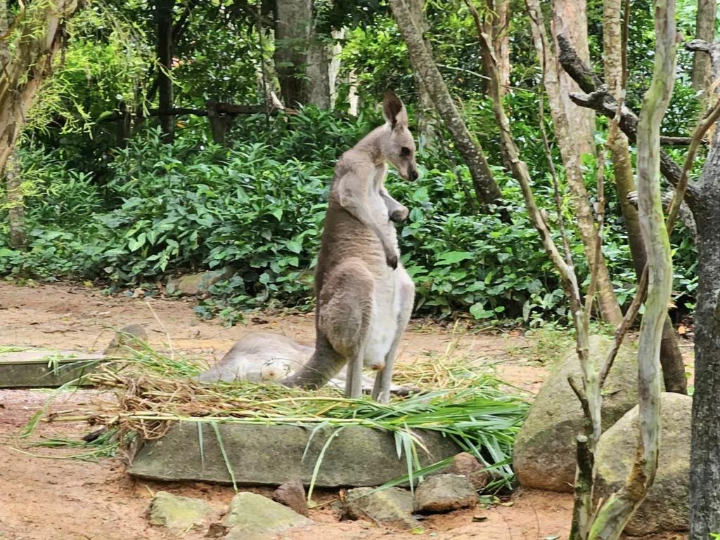 Cruising with Danny and Peter, Holland America Line, Westerdam, Singapore, Singapore Zoo Experience 5 Highlights | Exploring the Singapore Zoo Experience: A lush Rainforest Adventure Singapore in the Fragile Forest with butterflies and sloths, kids enjoying Rainforest Kidzworld—a Family-Friendly Zoo Singapore highlight of the Singapore Zoo Conservation Adventure—with water slides and monkeys promoting Nature Education Singapore, lions and baboons in the Great Rift Valley of Ethiopia Singapore Zoo Exhibit showcasing Singapore Wildlife Adventure and Ecotourism in Singapore, signage highlighting Conservation Efforts Zoo emphasizing Sustainable Tourism Singapore, all at the entrance to this Wildlife Sanctuary Singapore offering top Singapore Zoo Attractions.