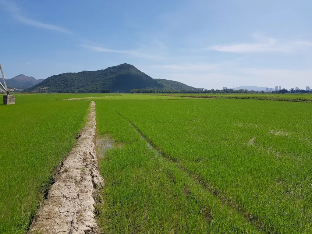 Cruising with Danny and Peter, Holland America Line, Westerdam, Nha Trang, Vietnam | Vibrant local markets in Nha Trang showcasing fresh produce and street food during a Nha Trang tour experience; scenic river cruise views with lush landscapes; delicious Vietnamese dishes like pho and banh mi from a Nha Trang food tour; historical sites featuring ancient temples and architecture in Nha Trang, Vietnam.
