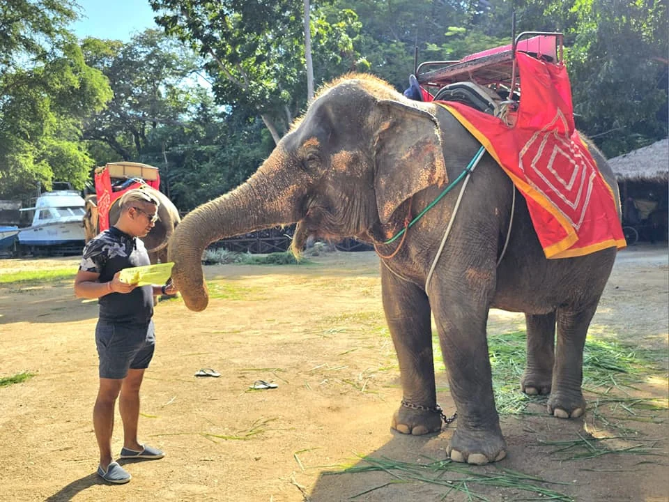 Cruising with Danny and Peter, Holland America Line, Westerdam, Laem Chabang, Bangkok, Thailand, Sanctuary Of Truth Pattaya Wonders | "Facade of the Sanctuary of Truth Pattaya showcasing intricate Thai Craftsmanship Art with towering wooden spires against a lush coastal backdrop, featuring detailed wooden carvings inside the Wooden Temple Pattaya depicting Buddhist Hindu Architecture and mythological scenes. The central hall houses a majestic wooden sculpture of a celestial deity, a highlight of Spiritual Sites Thailand and Thai Cultural Heritage. The luxurious Holland America Westerdam docked at Laem Chabang offers a Laem Chabang Excursion to explore Pattaya Cultural Landmarks, while lush greenery surrounds this Pattaya Tourist Attraction inspired by Ayutthaya Kingdom Design.