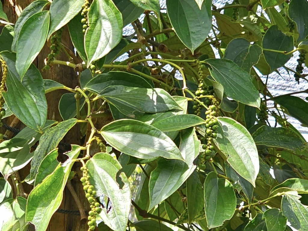 Cruising with Danny and Peter, Holland America Line, Westerdam, Sihanoukville, Cambodia, Cambodia Coastal Exploration | Golden sands and turquoise waves at Sihanoukville Beaches, busy Le Kep Crab Market with fresh crab and Kampot pepper, lush green vines at Kampot Pepper Farms, elegant French Colonial Architecture along Kampot riverside, and grilled fish with Kampot pepper at Fresh Seafood Cambodia stall—all captured during an unforgettable Cambodia Coastal Exploration and Cambodia Coastal Cultural Adventure with Holland America Westerdam in Cambodia’s coastal towns.