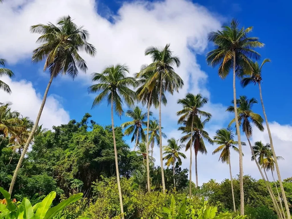 Cruising with Danny and Peter, Holland America Line, Zuiderdam, Castries, Saint Lucia | Castries Nature Expedition showcasing St. Lucia’s Black Sand Beach and Drive-In Volcano tour; includes scenic Caribbean black sand coastline, geothermal attractions with sulfur springs and mud pools, and volcanic crater views, offering an immersive St. Lucia eco-tour experience.