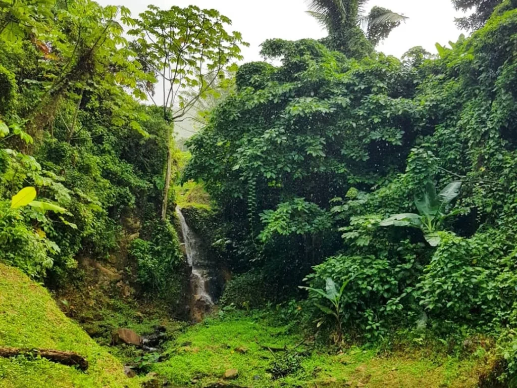 Cruising with Danny and Peter, Holland America Line, Zuiderdam, Castries, Saint Lucia | Castries Nature Expedition showcasing St. Lucia’s Black Sand Beach and Drive-In Volcano tour; includes scenic Caribbean black sand coastline, geothermal attractions with sulfur springs and mud pools, and volcanic crater views, offering an immersive St. Lucia eco-tour experience.