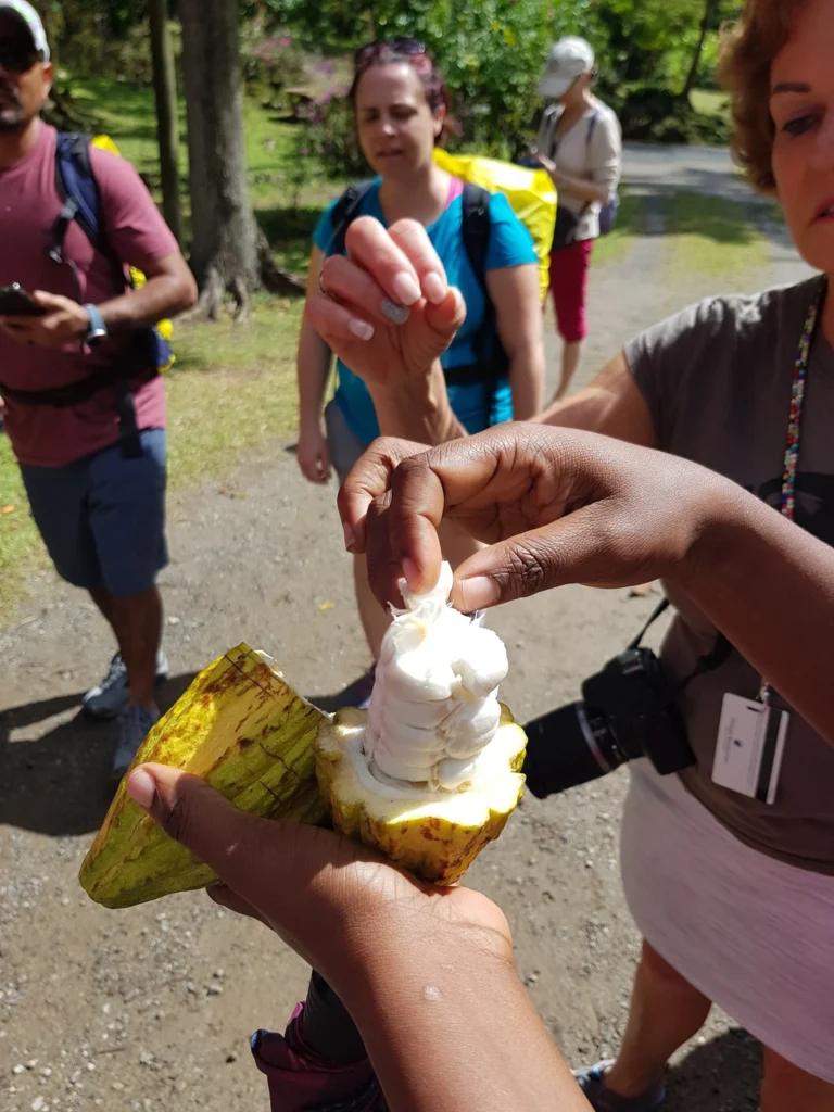 Cruising with Danny and Peter, Holland America Line, Zuiderdam, Castries, Saint Lucia | Castries Nature Expedition showcasing St. Lucia’s Black Sand Beach and Drive-In Volcano tour; includes scenic Caribbean black sand coastline, geothermal attractions with sulfur springs and mud pools, and volcanic crater views, offering an immersive St. Lucia eco-tour experience.