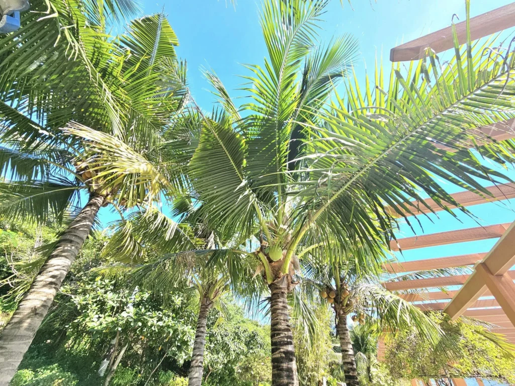 Cruising with Danny and Peter, Holland America Line, Westerdam, Nha Trang, Vietnam, Nha Trang Island Escapade Adventure | Group of tourists enjoying a Nha Trang Island Escapade Adventure featuring Mieu Island Exploration under a tropical sun, vibrant underwater scenes from Coral Reef Snorkeling in Nha Trang Bay, the pirate ship-shaped Tri Nguyen Aquarium showcasing a Marine Life Experience on a Vietnam Coastal Adventure, local fishermen feeding groupers during a Fishing Village Visit, relaxing on golden sands at Mini Beach Relaxation after a Nha Trang Island Tour with Holland America Cruise, and a scenic view of Nha Trang Bay from a boat during a Tropical Island Retreat.