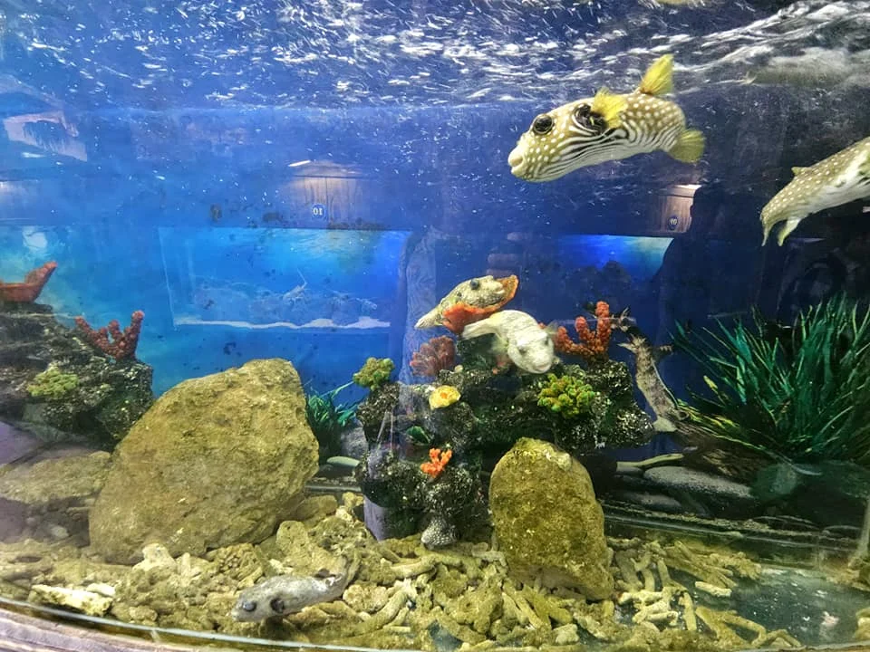 Cruising with Danny and Peter, Holland America Line, Westerdam, Nha Trang, Vietnam, Nha Trang Island Escapade Adventure | Group of tourists enjoying a Nha Trang Island Escapade Adventure featuring Mieu Island Exploration under a tropical sun, vibrant underwater scenes from Coral Reef Snorkeling in Nha Trang Bay, the pirate ship-shaped Tri Nguyen Aquarium showcasing a Marine Life Experience on a Vietnam Coastal Adventure, local fishermen feeding groupers during a Fishing Village Visit, relaxing on golden sands at Mini Beach Relaxation after a Nha Trang Island Tour with Holland America Cruise, and a scenic view of Nha Trang Bay from a boat during a Tropical Island Retreat.