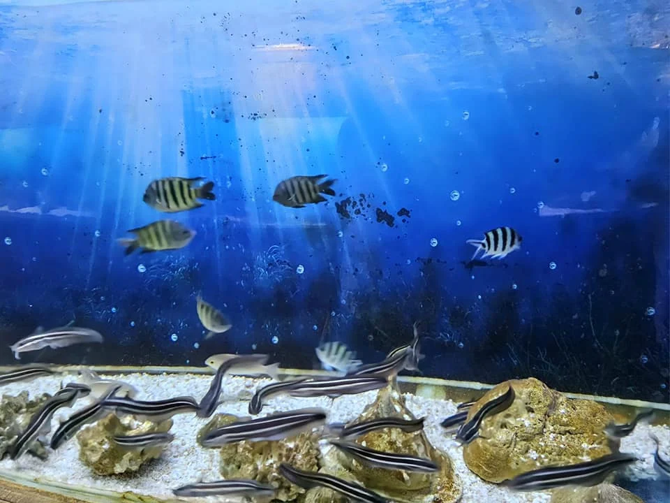 Cruising with Danny and Peter, Holland America Line, Westerdam, Nha Trang, Vietnam, Nha Trang Island Escapade Adventure | Group of tourists enjoying a Nha Trang Island Escapade Adventure featuring Mieu Island Exploration under a tropical sun, vibrant underwater scenes from Coral Reef Snorkeling in Nha Trang Bay, the pirate ship-shaped Tri Nguyen Aquarium showcasing a Marine Life Experience on a Vietnam Coastal Adventure, local fishermen feeding groupers during a Fishing Village Visit, relaxing on golden sands at Mini Beach Relaxation after a Nha Trang Island Tour with Holland America Cruise, and a scenic view of Nha Trang Bay from a boat during a Tropical Island Retreat.